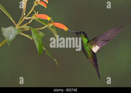 Buff-winged Starfrontlet (Coeligena Lutetiae) fliegen und Fütterung eine Blume an der Yanacocha Reserve in der Nähe von Quito, Ecuador. Stockfoto