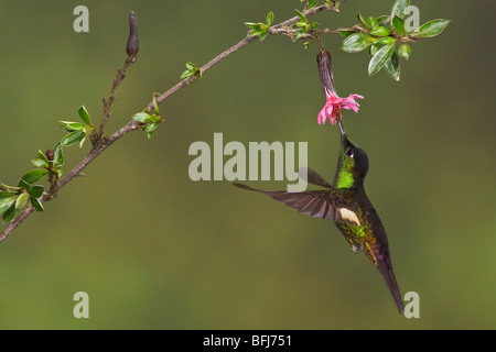 Buff-winged Starfrontlet (Coeligena Lutetiae) fliegen und Fütterung eine Blume an der Yanacocha Reserve in der Nähe von Quito, Ecuador. Stockfoto