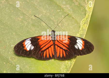 Ein Schmetterling, thront auf einem Blatt in Ecuador. Stockfoto