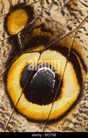 Ein Schmetterling, thront auf einem Blatt in Ecuador. Stockfoto