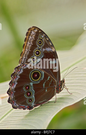 Ein Schmetterling, thront auf einem Blatt in Ecuador. Stockfoto