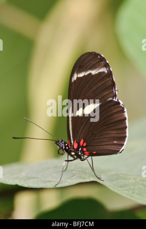 Ein Schmetterling, thront auf einem Blatt in Ecuador. Stockfoto