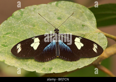 Ein Schmetterling, thront auf einem Blatt in Ecuador. Stockfoto