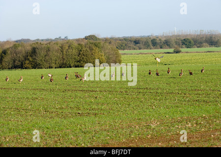 Ägyptische Gänse Alopochen Aegyptiacus wilde Bevölkerung eingeführt Stockfoto