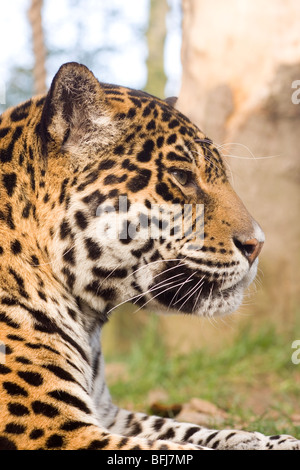 Jaguar (Panthera Onca). Erwachsene Weibchen-Kopf-Profil, Porträt. Stockfoto