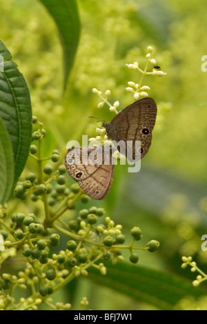 Zwei Schmetterlinge thront auf einem Ast in der Milpe reserve im Nordwesten Ecuadors. Stockfoto