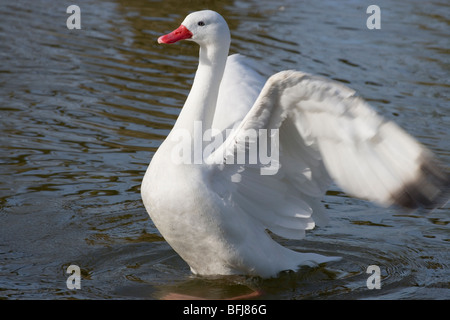 Coscoroba Schwan (Coscoroba Coscoroba). Südliches Südamerika. Stockfoto