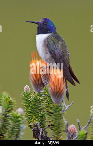 Ecuadorianische Hillstar (Oreotrochilus Chimborazo) thront auf einer blühenden Pflanze im Hochland von Ecuador Stockfoto
