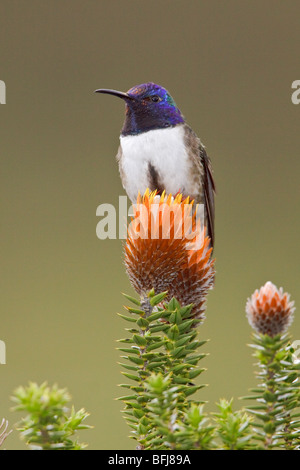 Ecuadorianische Hillstar (Oreotrochilus Chimborazo) thront auf einer blühenden Pflanze im Hochland von Ecuador Stockfoto