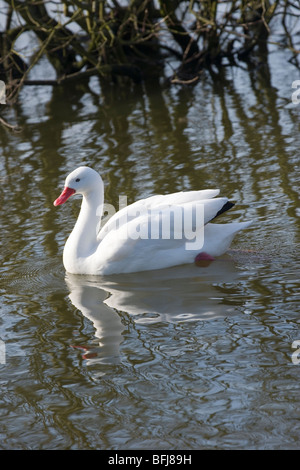 Coscoroba Schwan (Coscoroba Coscoroba). Südliches Südamerika. Stockfoto