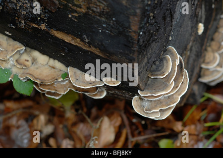 Pilze auf faulenden Baumstamm Stockfoto