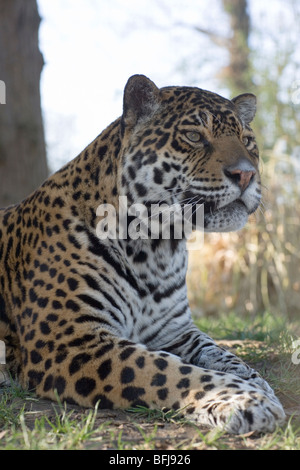 Jaguar (Panthera onca). männlichen Erwachsenen. Porträt. Aufmerksame Haltung. Fore Körper. Kopf, Schultern, Front Gliedmaßen. Close Up. Stockfoto