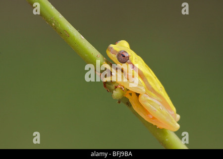 Ein gelber Frosch thront auf einem Ast im Podocarpus Nationalpark im Südosten Ecuadors. Stockfoto