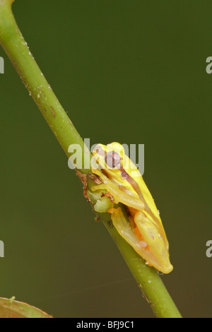 Ein gelber Frosch thront auf einem Ast im Podocarpus Nationalpark im Südosten Ecuadors. Stockfoto