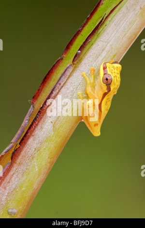 Ein gelber Frosch thront auf einem Ast im Podocarpus Nationalpark im Südosten Ecuadors. Stockfoto