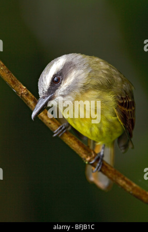 Ein Golden-gekrönter Flycatcher (Myiodynastes Chrysocephalus) thront auf einem Ast in Tandayapa Tal von Ecuador. Stockfoto