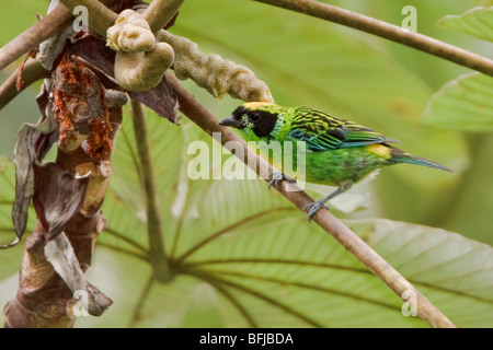 Grün und Gold Tanager (Tangara Schrankii) thront auf einem Ast in der Nähe von Podocarpus Nationalpark im Südosten Ecuadors. Stockfoto