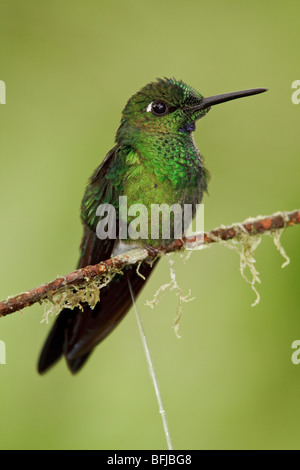 Grün-gekrönter brillant (Heliodoxa Jacula) thront auf einem Ast im Milpe Reservat im Nordwesten Ecuadors. Stockfoto