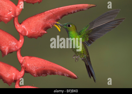 Grün-gekrönter brillant (Heliodoxa Jacula) Fütterung auf eine Blume während des Fluges im Milpe Reservat im Nordwesten Ecuadors. Stockfoto