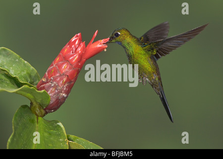 Grün-gekrönter brillant (Heliodoxa Jacula) Fütterung auf eine Blume während des Fluges im Milpe Reservat im Nordwesten Ecuadors. Stockfoto