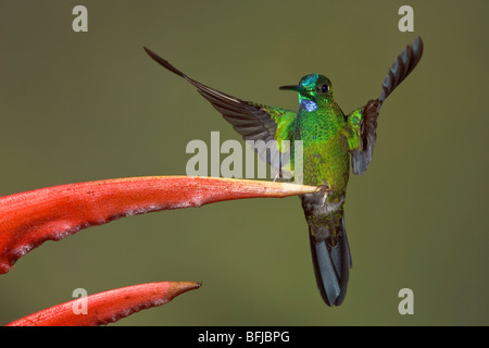 Grün-gekrönter brillant (Heliodoxa Jacula) Fütterung auf eine Blume während des Fluges im Milpe Reservat im Nordwesten Ecuadors. Stockfoto