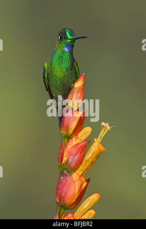 Grün-gekrönter brillant (Heliodoxa Jacula) Fütterung auf eine Blume während des Fluges im Milpe Reservat im Nordwesten Ecuadors. Stockfoto