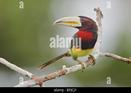 Elfenbein-billed Aracari (Pteroglossus Azara) thront auf einem Ast in der Nähe des Flusses Napo im Amazonasgebiet Ecuadors. Stockfoto