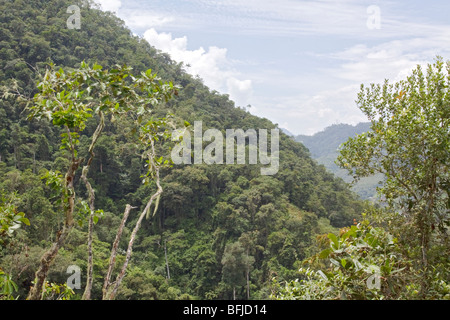 Ein Blick auf den Regenwald im Podocarpus Nationalpark im Südosten Ecuadors. Stockfoto