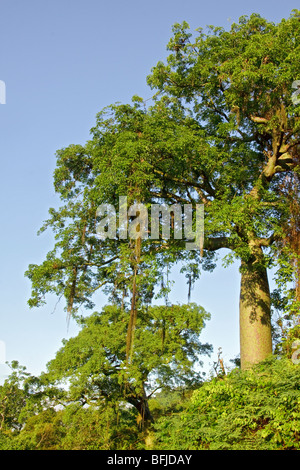 Einen malerischen Blick von der Jorupe-Reserve in Südwest-Ecuador. Stockfoto