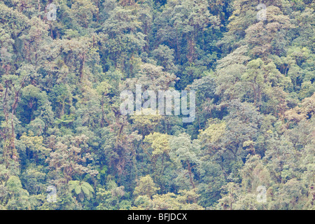 Eine malerische Aussicht auf den Nebelwald aus der Tapichalaca-Reserve im Südosten Ecuadors. Stockfoto