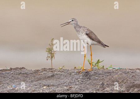 Geringerer Yellowlegs (Tringa Flavipes) Fütterung im Wattenmeer an der Küste Ecuadors. Stockfoto