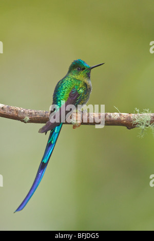 Long-tailed Sylph (Aglaiocercus Kingi) thront auf einem Ast in der Nähe von Papallacta Pass im Hochland von Zentral Ecuador. Stockfoto