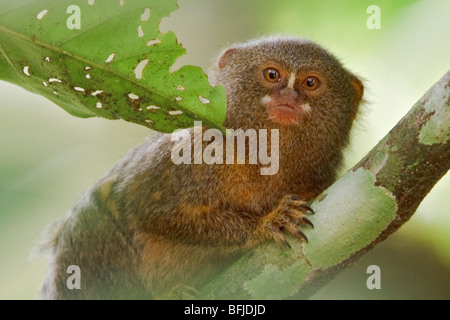 Ein Affe saß auf einem Baum im Amazonas Ecuadors. Stockfoto