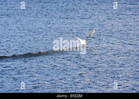 Kanadische Gans ausziehen aus Lake im Yukon-Territorium.  Sie erfordern eine lange Start-ausführen und das ist offensichtlich. Stockfoto