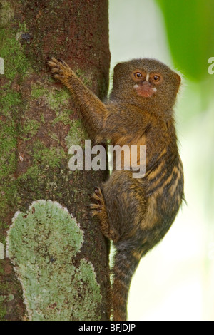 Ein Affe saß auf einem Baum im Amazonas Ecuadors. Stockfoto