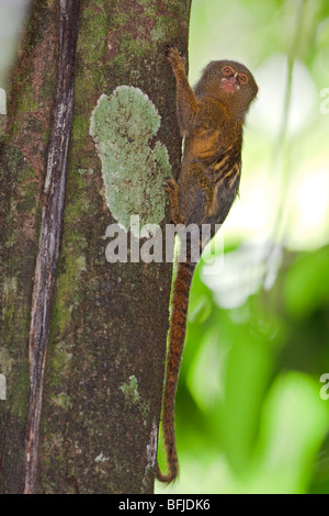 Ein Affe saß auf einem Baum im Amazonas Ecuadors. Stockfoto