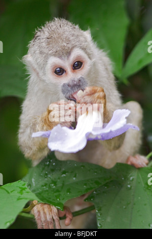 Ein Affe saß auf einem Baum im Amazonas Ecuadors. Stockfoto