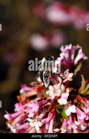 EINE BIENE AUF VIBURNUM BODNANTENSE DAWN Stockfoto