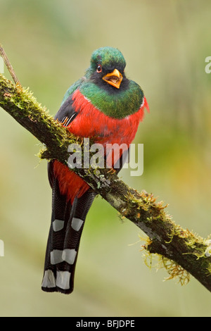 Ein maskierter Trogon (Trogon Personatus Assimilis) thront auf einem Ast in Tandayapa Tal von Ecuador. Stockfoto