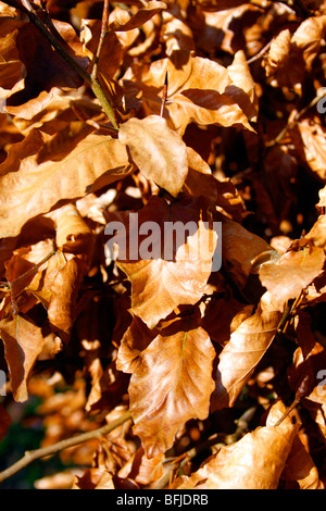 HERBSTLICHE BUCHE BLÄTTER. FAGUS SYLVATICA. Stockfoto