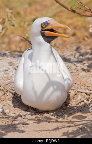 Nazca Booby (Sula Granti) thront auf einem Nistplatz auf Isla De La Plata in Ecuador. Stockfoto