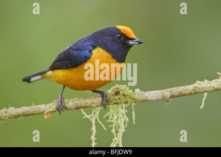 Orange-bellied Euphonia (Euphonia Xanthogaster) thront auf einem Ast in Mindo Loma-Reservat im Nordwesten Ecuadors. Stockfoto