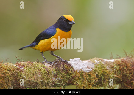 Orange-bellied Euphonia (Euphonia Xanthogaster) thront auf einem Ast in Mindo Loma-Reservat im Nordwesten Ecuadors. Stockfoto