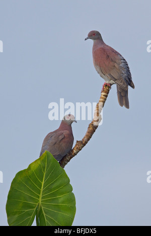 Blass-entlüftet Taube (Columba Cayennensis) thront auf einem Ast in der Nähe des Flusses Napo im Amazonasgebiet Ecuadors. Stockfoto