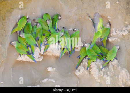 Unter der Leitung von Dusky Sittich (Aratinga Weddellii) thront in der Nähe eine Salzlecke entlang des Flusses Napo im Amazonasgebiet Ecuadors. Stockfoto