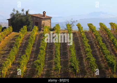 Zeilen auf Weinreben wachsen auf einem Hügel in der Nähe von Montalcino, Toskana, Italien. Stockfoto