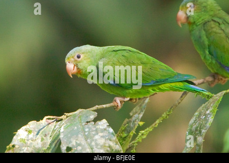 Kobalt-winged Sittich (Brotogeris Cyanoptera) thront in der Nähe eine Salzlecke entlang des Flusses Napo im Amazonasgebiet Ecuadors. Stockfoto