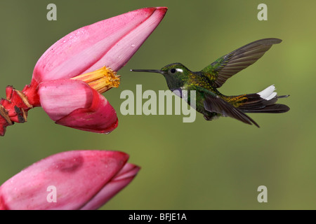 Ein lila-einem Weißspitzen (Urosticte Benjamini) Fütterung auf eine Blume während des Fluges in Tandayapa Tal von Ecuador. Stockfoto