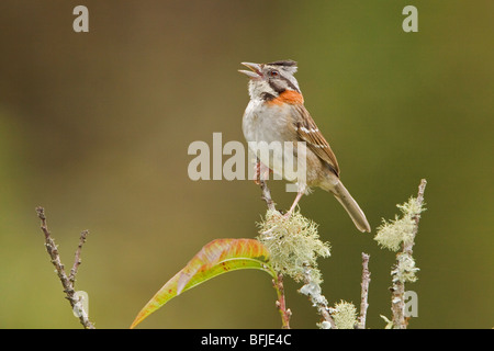 Rufous-Kragen Sparrow (Zonotrichia Capensis) thront auf einem Ast an der Tapichalaca-Reserve im Südosten Ecuadors. Stockfoto