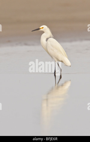 Snowy Silberreiher (Egretta unaufger) Fütterung im Wattenmeer an der Küste Ecuadors. Stockfoto